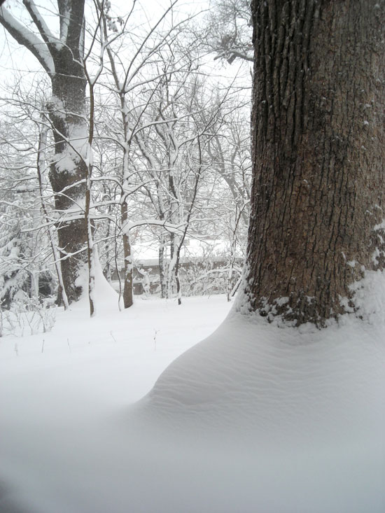 Big Kitchen Tree