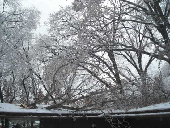 Last Winter's Broken Branch