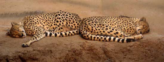 Cheetahs