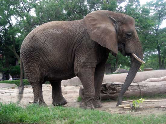 Elephant