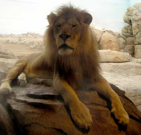 Lion