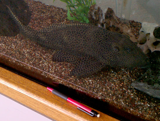 Plecostomus