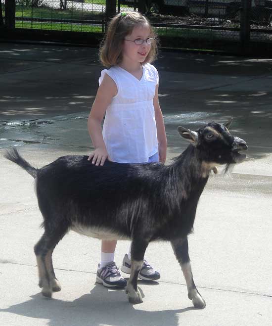 Rachel Feeds the Goat