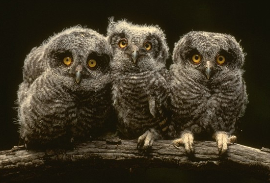 Screech Owl Babies