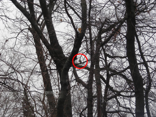 Wood Duck Perched in Tree