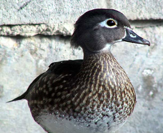 Picture of a wood duck from the internet