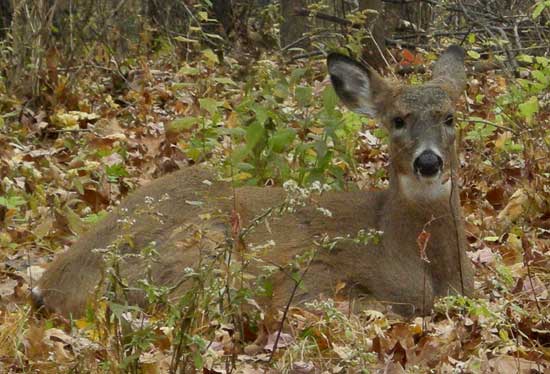 Standoffish Young Buck